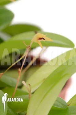 Orchid 'Panmorphia Minutalis' -Green Haven Sales Store Panmorphia minutalis 3