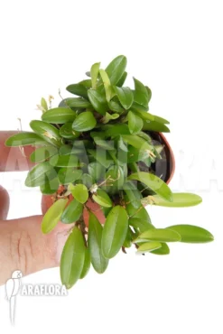 Orchid 'Panmorphia Minutalis' -Green Haven Sales Store Panmorphia minutalis 4