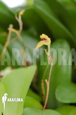 Orchid 'Panmorphia Minutalis' -Green Haven Sales Store Panmorphia minutalis 5
