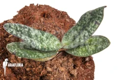 Orchid 'Paphiopedilum Delenatii'