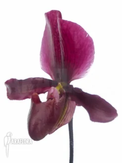 Orchid 'Paphiopedilum Maudiae Vinicolor'