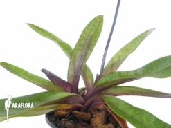 Orchid 'Paphiopedilum Maudiae Vinicolor' 6 Orchid 'Paphiopedilum Maudiae Vinicolor' -Green Haven Sales Store Paphiopedilum maudiae vinicolor 3