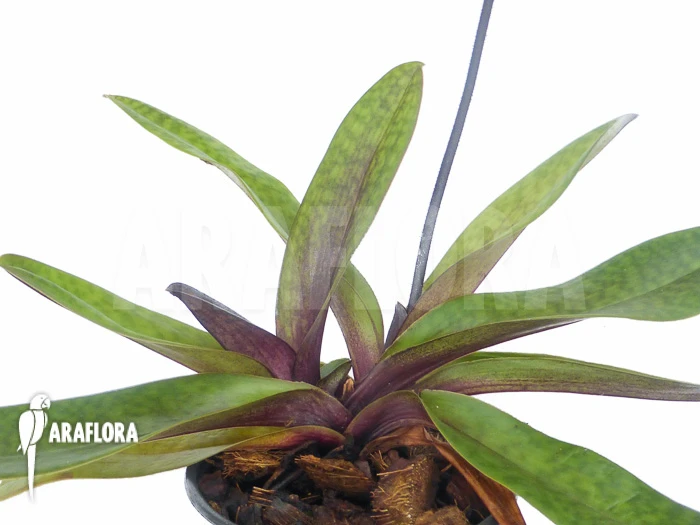 Orchid 'Paphiopedilum Maudiae Vinicolor' 3 Orchid 'Paphiopedilum Maudiae Vinicolor' - Image 3