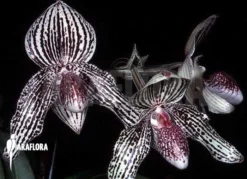 Orchid 'Paphiopedilum Rothschildianum 'js' X Bellatulum'