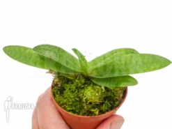 Orchid 'Paphiopedilum Rothschildianum 'js' X Bellatulum' -Green Haven Sales Store Paphiopedilum rothschildianum js x bellatulum 2