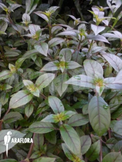 Paradrymonia Campostyla