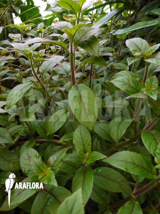 Paradrymonia Campostyla 2 Paradrymonia Campostyla - Image 2