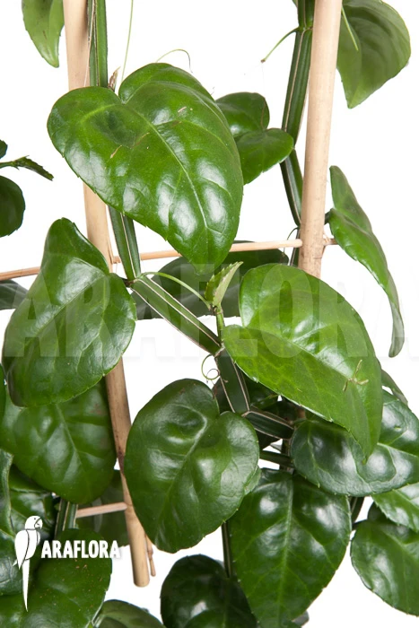 Parthenocissus Quadragfolia 1 Parthenocissus Quadragfolia