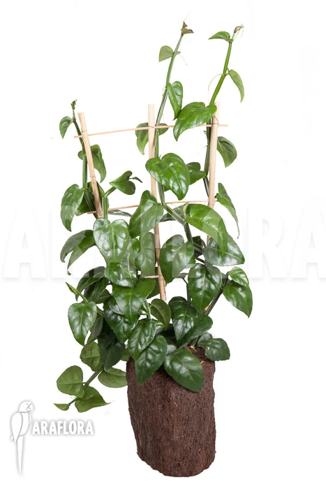 Parthenocissus Quadragfolia 6 Parthenocissus Quadragfolia - Image 6