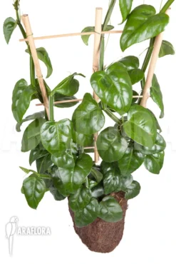 Parthenocissus Quadragfolia 10 Parthenocissus Quadragfolia -Green Haven Sales Store Parthenocissus quadragfolia 3