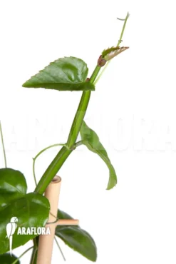 Parthenocissus Quadragfolia 9 Parthenocissus Quadragfolia -Green Haven Sales Store Parthenocissus quadragfolia 4