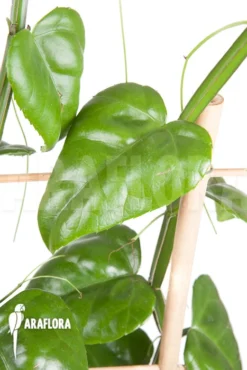 Parthenocissus Quadragfolia 8 Parthenocissus Quadragfolia -Green Haven Sales Store Parthenocissus quadragfolia 5