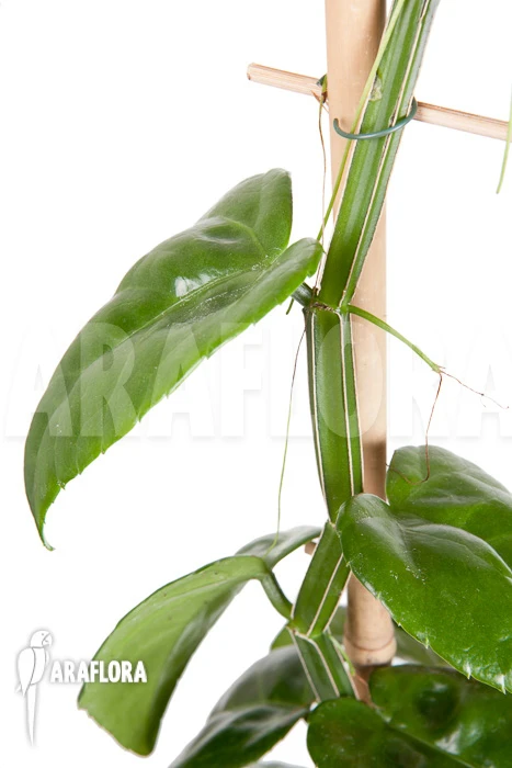 Parthenocissus Quadragfolia 2 Parthenocissus Quadragfolia - Image 2