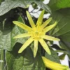 Citrus Yellow Passion Flower