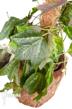 Passiflora Tricuspis -Green Haven Sales Store Passiflora tricuspis 3