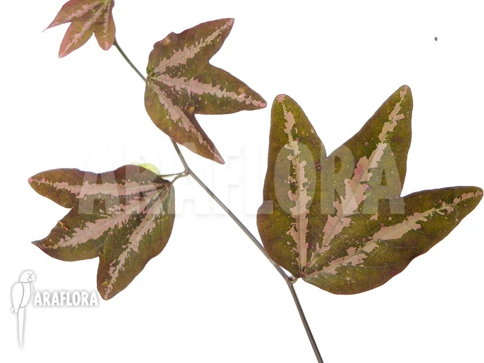 Passiflora Trifasciata 1 Passiflora Trifasciata