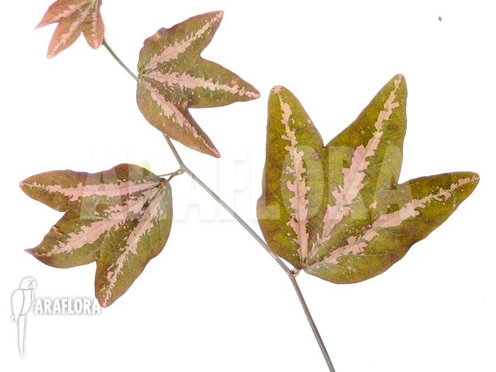 Passiflora Trifasciata 2 Passiflora Trifasciata - Image 2