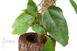 Passiflora Vitifolia