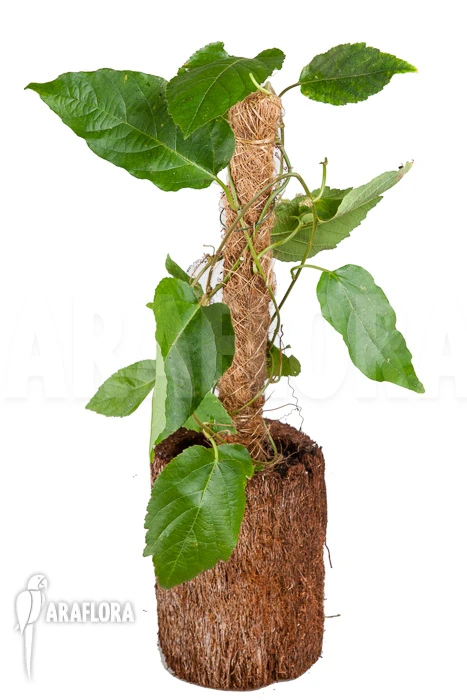 Passiflora Vitifolia 2 Passiflora Vitifolia - Image 2