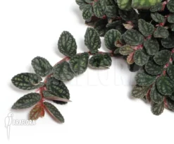 Pellionia Pulchra 'L'