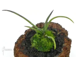 Orchid 'Penkimia Nagalandensis'