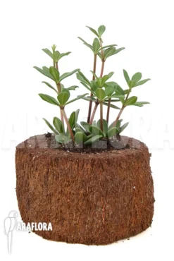 Peperomia 'Trailing Jade' -Green Haven Sales Store Peperomia Trailing Jade 3