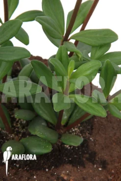 Peperomia 'Trailing Jade' -Green Haven Sales Store Peperomia Trailing Jade 4