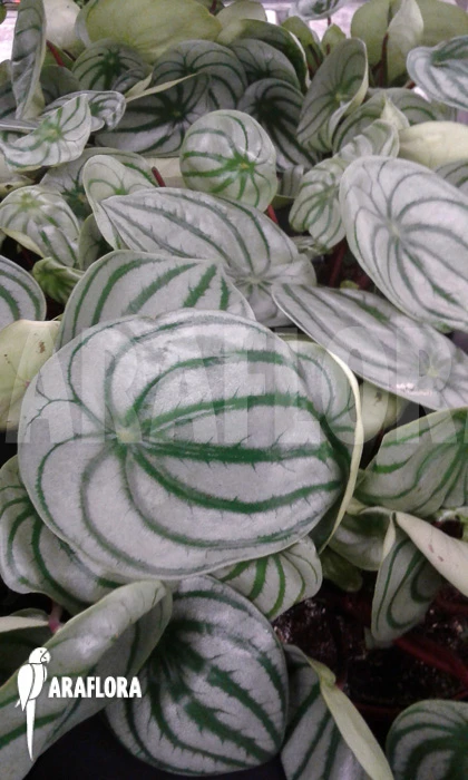 Peperomia Argyreia 1 Peperomia Argyreia
