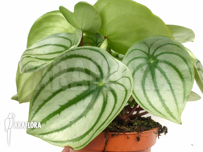 Peperomia Argyreia 2 Peperomia Argyreia - Image 2