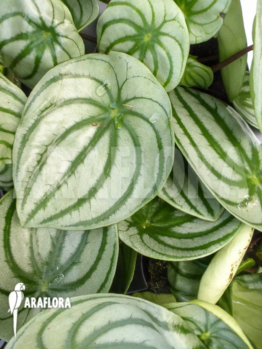 Peperomia Argyreia 3 Peperomia Argyreia - Image 3