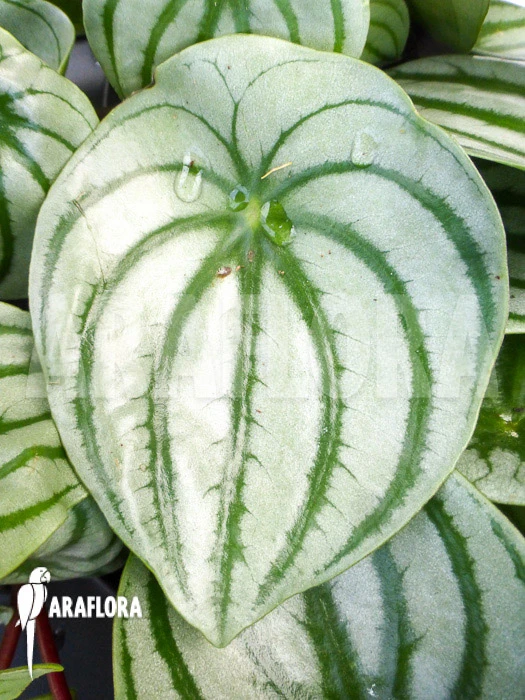 Peperomia Argyreia 4 Peperomia Argyreia - Image 4