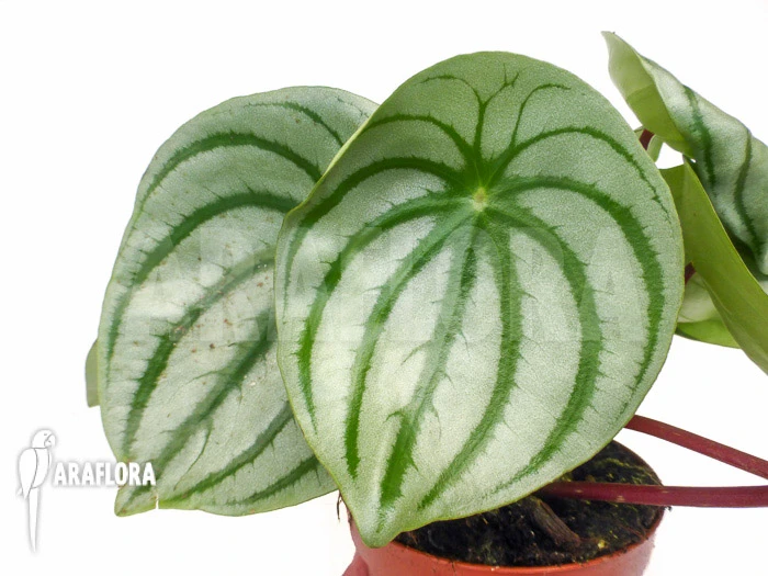 Peperomia Argyreia 6 Peperomia Argyreia - Image 6