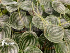 Peperomia Argyreia 10 Peperomia Argyreia -Green Haven Sales Store Peperomia argyreia 7