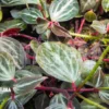 Peperomia Bicolor