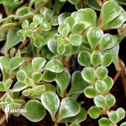 Peperomia Brevipes Variagata