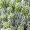 Peperomia Columella