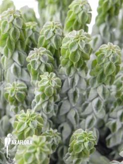 Peperomia Columella