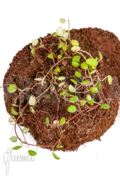 Peperomia Fagerlindii -Green Haven Sales Store Peperomia fagerlindii 3