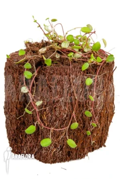 Peperomia Fagerlindii -Green Haven Sales Store Peperomia fagerlindii 4