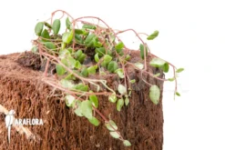 Peperomia Fagerlindii -Green Haven Sales Store Peperomia fagerlindii 5