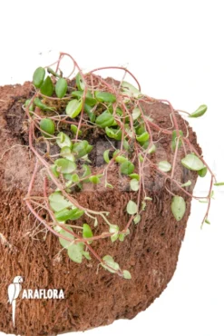 Peperomia Fagerlindii -Green Haven Sales Store Peperomia fagerlindii 6