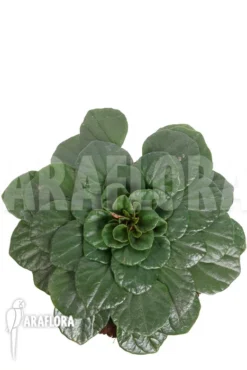 Peperomia Fraseri -Green Haven Sales Store Peperomia fraseri 3