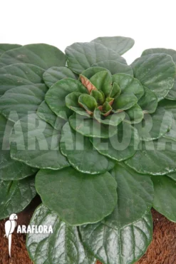 Peperomia Fraseri -Green Haven Sales Store Peperomia fraseri 4