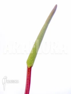 Peperomia Graveolens 10 Peperomia Graveolens -Green Haven Sales Store Peperomia graveolens 5