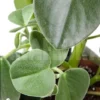 Peperomia Hovaria