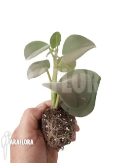 Peperomia Hovaria ' Starter' 5 Peperomia Hovaria ' Starter' -Green Haven Sales Store Peperomia hovaria starter 2