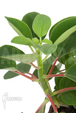 Peperomia Liadensis -Green Haven Sales Store Peperomia liadensis 3