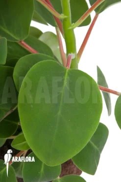 Peperomia Liadensis -Green Haven Sales Store Peperomia liadensis 4