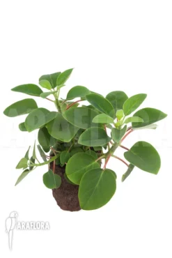 Peperomia Liadensis -Green Haven Sales Store Peperomia liadensis 5