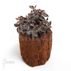 Peperomia Metallica Var. Colombiana -Green Haven Sales Store Peperomia metallica var colombiana 2